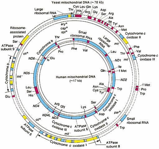 the (circular) mitochondrial genome of vertebrates is much smaller than that of the plants, yeasts etc.