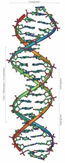 The DNA DNA is a macromolecule In living organisms it is usually existing as in the shape of a double helix The backbone of the DNA strands is made of sugars