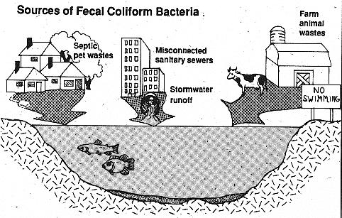Coliform If fecal coliform counts are high in a river or lake, there is a greater chance that pathogenic organisms are also present.