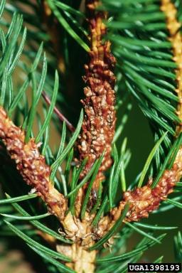 adelgid Spruce gall midge Usually just an aesthetic