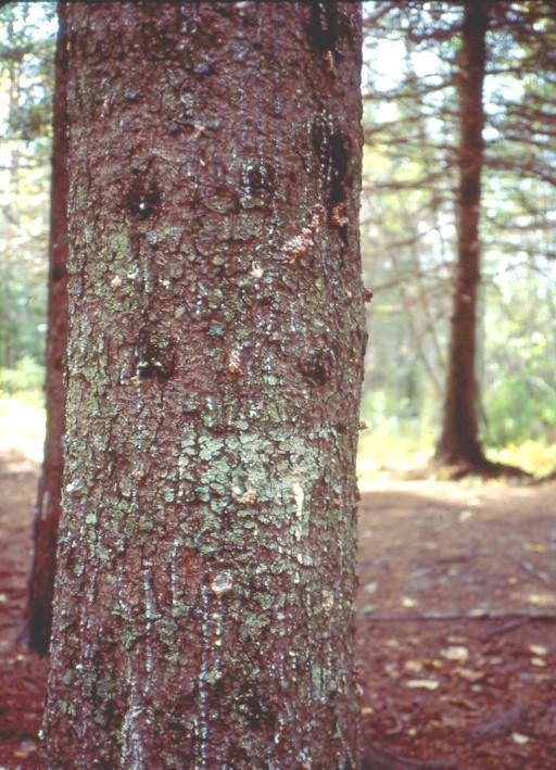 Pitch tubes on trunk, tree dead or dying Spruce beetle