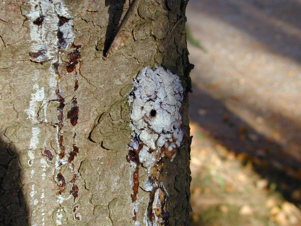 Pitch masses on trunk, little effect on tree health: Pitch mass borer Insect