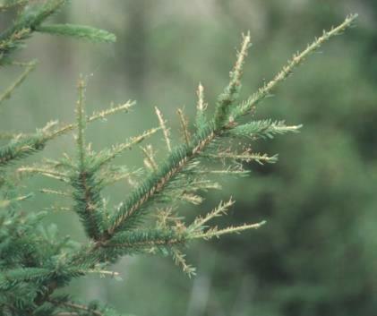 Current or older needles eaten (1) Yellow-headed spruce
