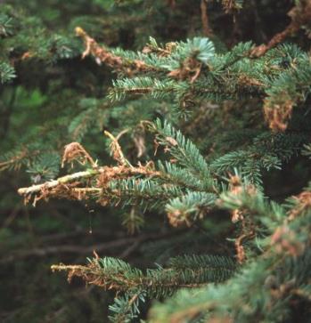 Spruce budworm Defoliation of leader and upper
