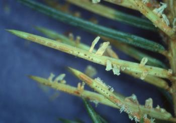 Current or older needles are discolored (1) Spruce