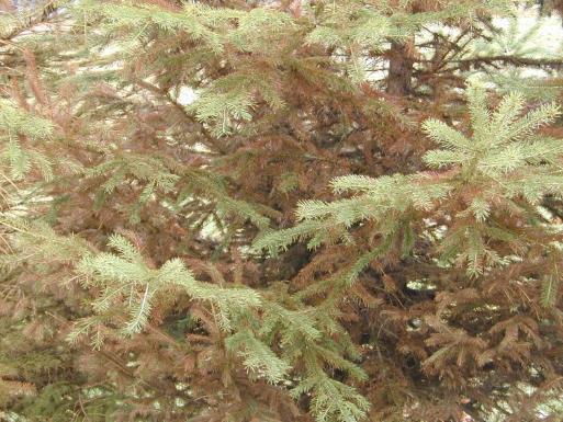 Current or older needles are discolored (2) Spruce spider mite