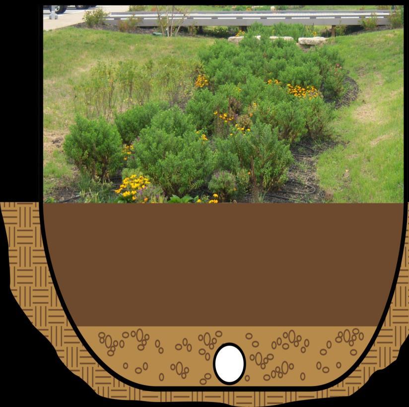 Anatomy of a Bioswale Engineered soil for
