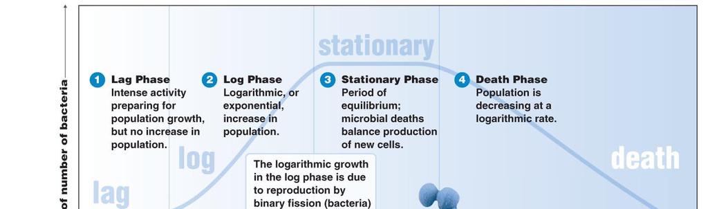 Phases of Growth Lag phase Log phase Stationary phase Death phase