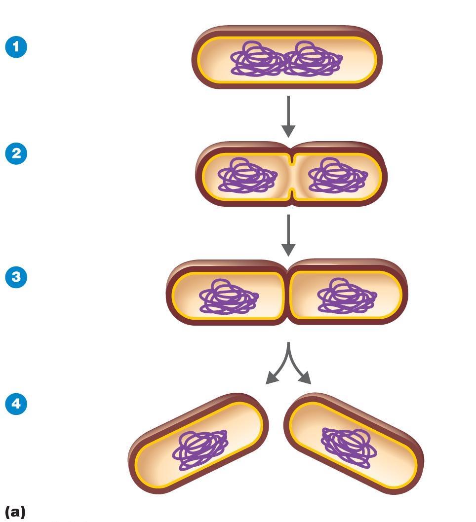 Figure 6.12a Binary fission in bacteria.