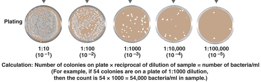 Plate Counts Count colonies on plates that have 30 to 300 colonies (CFUs) To ensure the right number of colonies, the original inoculum must be diluted via serial dilution Counts