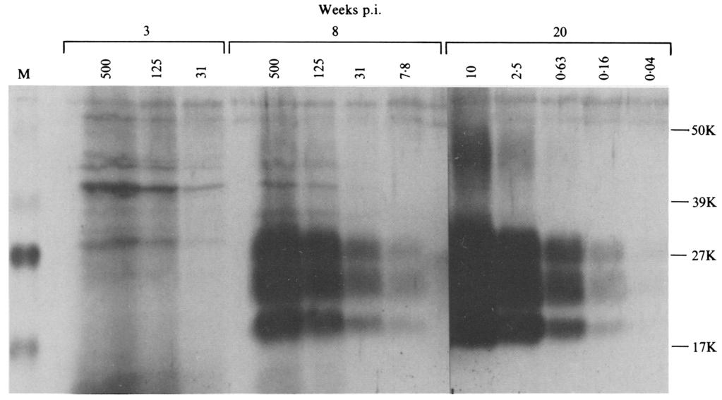 3322 Short communication Weeks p.i. 3 I 8 20 II 11 I 09 M i~. Fig. 3. PrP-res detection in mouse brain at 3, 8 and 20 weeks after scrapie infection.
