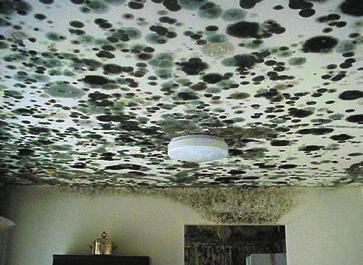Introduction Concern about indoor exposure to mold has been increasing as the public becomes aware that exposure to mold can cause a variety of health effects and symptoms, including allergic
