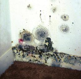 Investigating, Evaluating, and Remediating Moisture and Mold Problems Safety Tips While Investigating and Evaluating Mold and Moisture Problems Do not touch mold or moldy items with