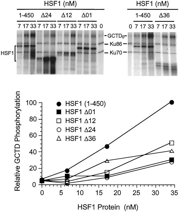 26014 HSF1 Binds to Ku Protein and DNA-PKcs DNA-PKcs with Ku protein, we performed antigen capture assays using chromatographic fractions obtained in the final step of purification of DNA-PK from