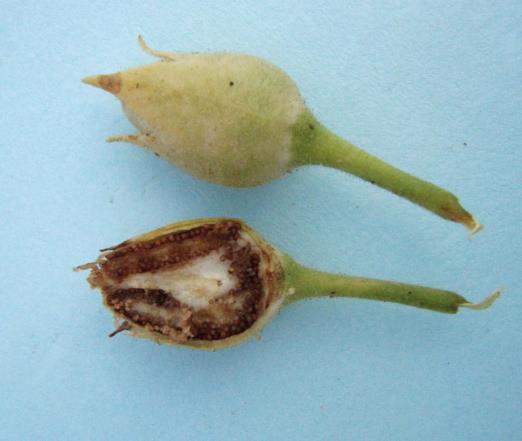 darkened 85 50% of seed capsules darkened 8.
