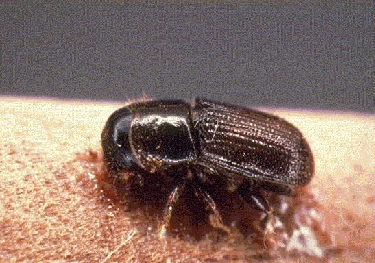 Southern Pine Beetle (SPB) SPB is the most destructive pest of pine forests in the South. SPB outbreaks are cyclic, with peaks usually every 6-9 years.