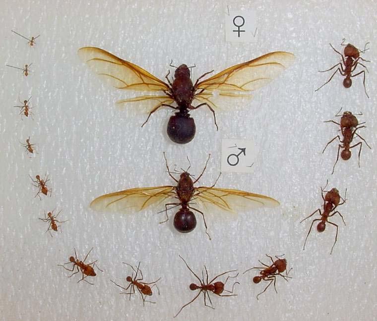 Texas Leaf-Cutting Ants