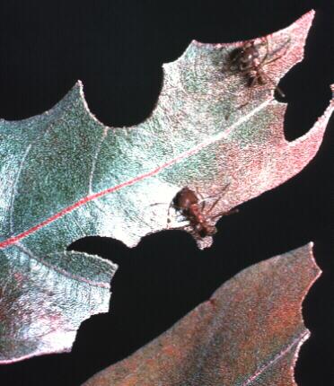 Leaf-cutting ant