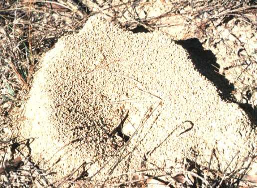granular soil particles