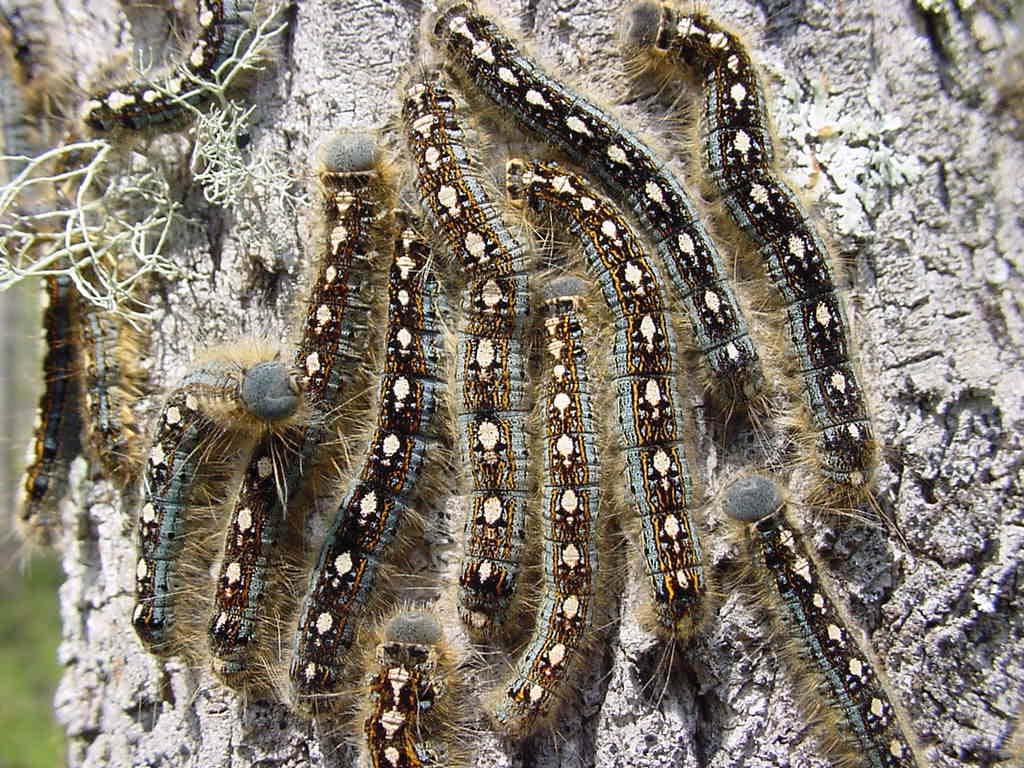 Forest Tent Caterpillar Larvae of the forest tent caterpillar are easily identified by the