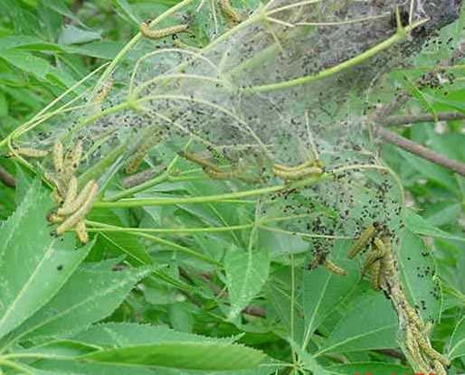 Fall Webworm Don t confuse the fall webworm with the