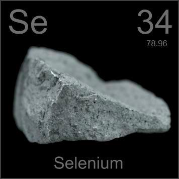 Selenium Selenium is a bio-accumulant. Selenium is taken into the body by some fish and birds where it accumulates and does not leave.
