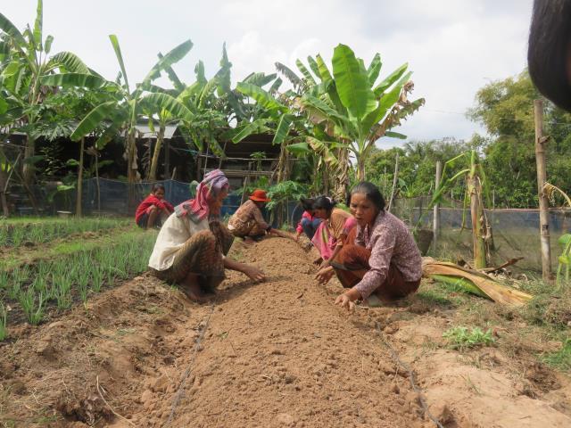 Farmers help each other grow vegetables by taking turns in offering their labour.