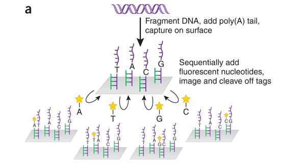 Helicos Cyclic reversible termination: single DNA molecule extended one
