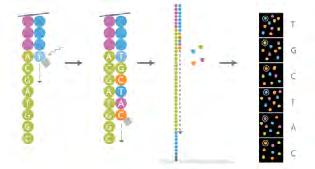Methylation Analysis Small RNA Discovery and Analysis High Throughput Short Read Sequencing Illumina HiSeq 2000 The HiSeq2000 from Illumina is a high throughput sequencer that uses a massively
