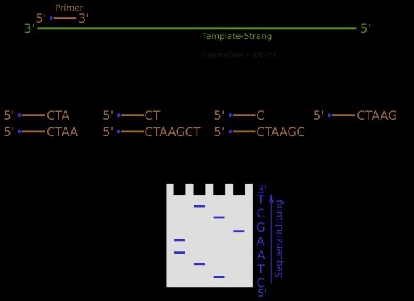 Genomics methods of the first generation - chain termination sequencing (Sanger sequencing) - 1) Denaturation of the dsdna to ssdna 2) Requires initial primer 3) 4 seperate reaction mixes (only