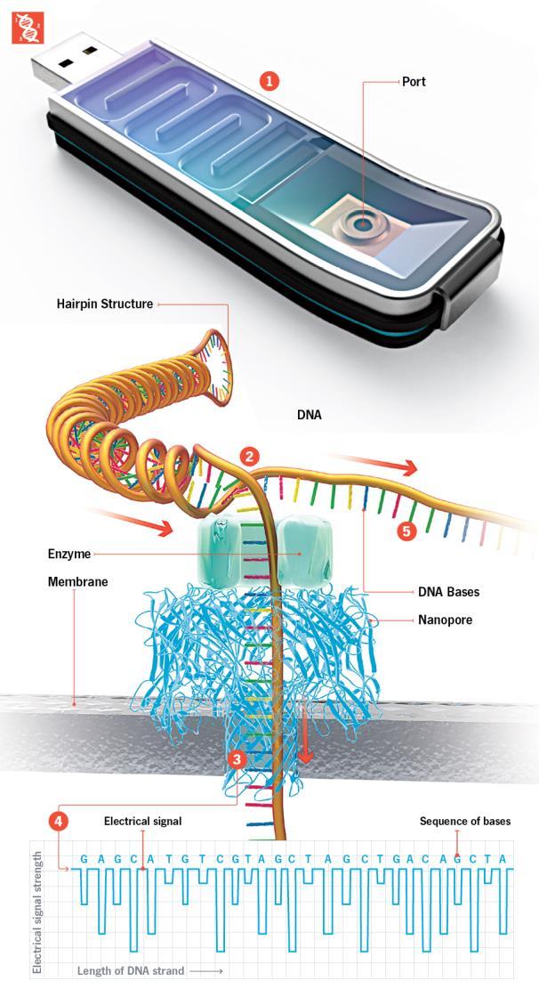 Third generation sequencing - Oxford Nanopore MinION & GridION - Sequencing without fluorescent labels, without fragmenting the DNA Pipetting ions and the entire DNA through a small