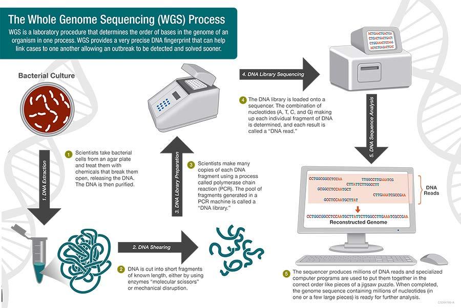Whole genome sequencing Identification of microbial isolates through amplicon and/or whole genome sequencing 4 DTU