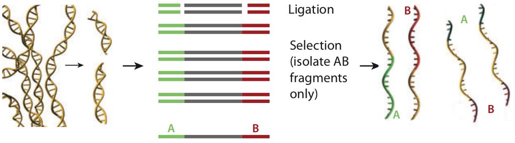 Workflow Library preparation Fragmentation Adapter ligation Size selection Amplification Dehybridization Immobilization (2 nd )