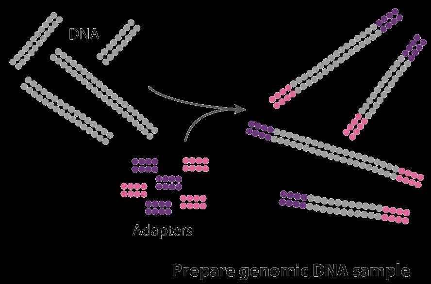 Illumina Genome Analyzer / HiSeq Hybridization