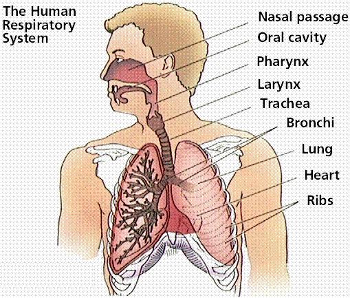 Basis for PM Regulation Increased respiratory symptoms, such as irritation of the airways, coughing, or difficulty breathing