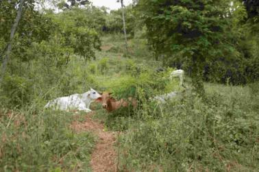 Agroforestry practices with forage components Integration of livestock component into Quesungual slash and mulch agroforestry system with maize and beans as