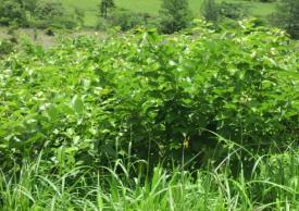 Mulato, Caymán) Wide range, welldrained/ waterlogged soils, drought-adapted, medium-high soil fertility. Grazing, cut-andcarry, cattle. Trials with monogastrics.