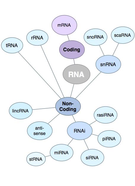 Transcriptome: RNA World hyp://finchtalk.