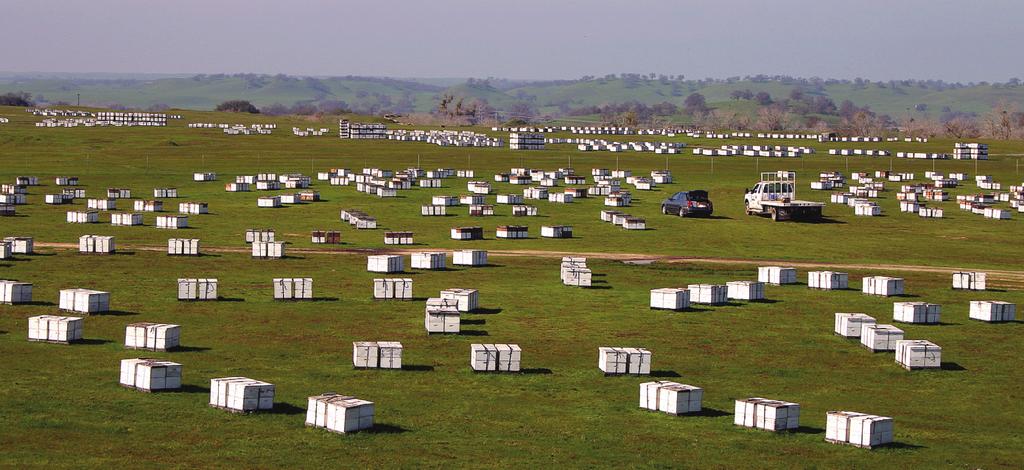 Feature Commercial beekeeping operations may have tens of thousands of hives. Here, hives wait in a holding yard for transport to the almond orchards for pollination. Photograph: USDA-ARS, Bart Smith.