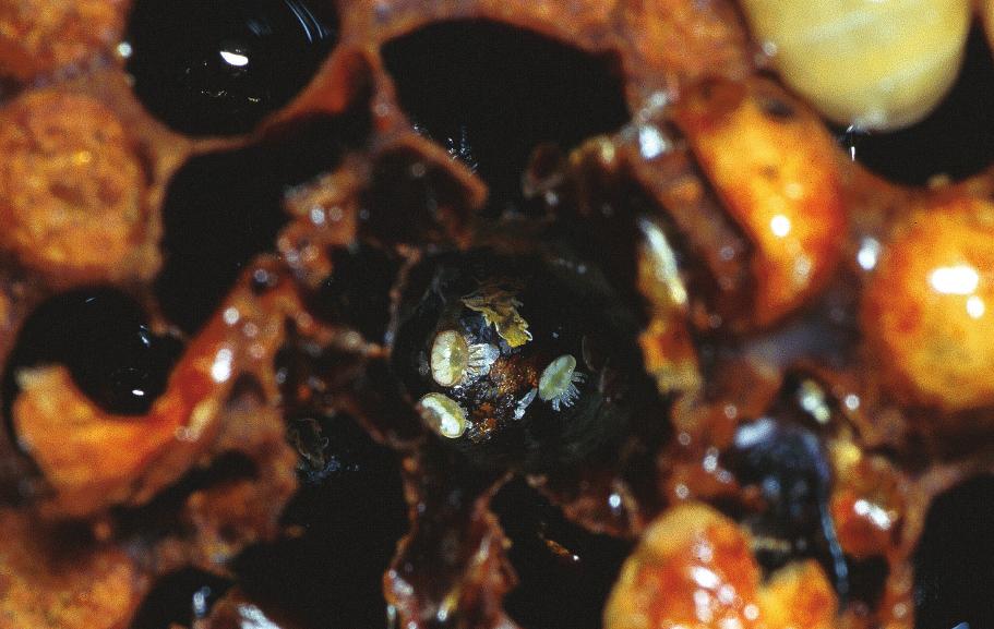 A tantalizing piece of evidence is that the small hive beetle (Aethina tumida) first found in the southern United States in 1998 and native to tropical and subtropical Africa, where it doesn t cause