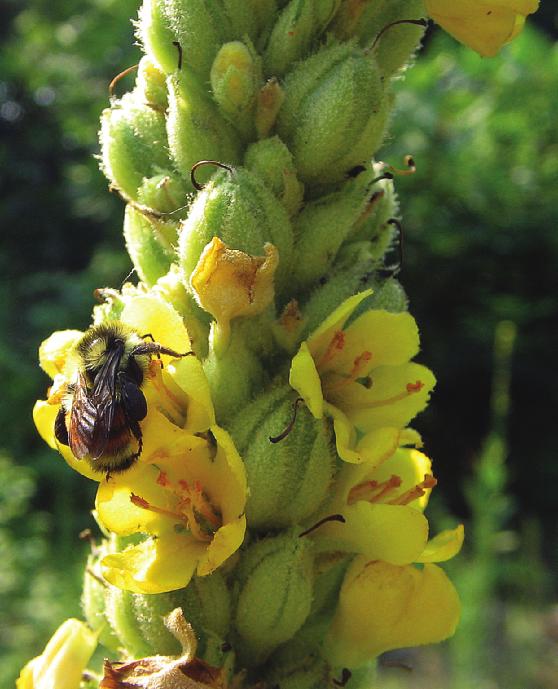 Feature Bumblebees are in trouble, too. While colony collapse disorder (CCD) has focused researchers and the public on the threat to domestic honey bees, other pollinators are in trouble, too.