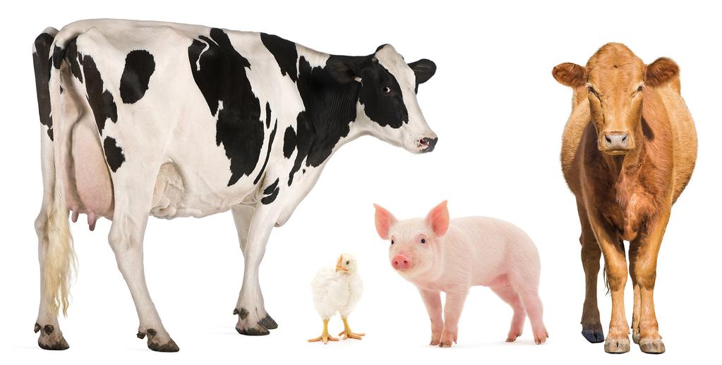 Animals Livestock animals, such as cows, sheep, hogs, goats, and chickens, have many roles in the farm ecosystem.