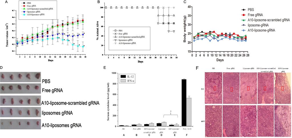 with free CRISPR/Cas9 group, suggesting liposomecrispr/cas9 group and A10-liposome- CRISPR/Cas9 group displayed slightly stronger antitumor effect than the PBS group or free CRISPR/Cas9 group.