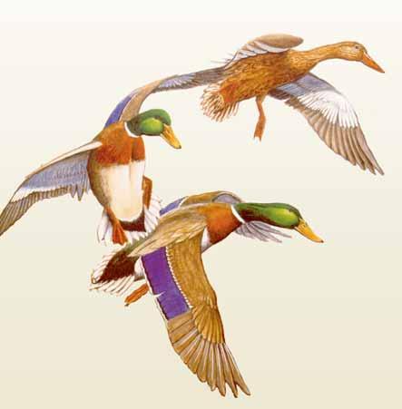 are dabbling ducks most prevalent