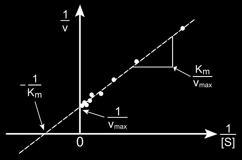 of Michaelis-Menten equation, V max and K m can be accurately determined 1 1 K m 1 = + v V max V max