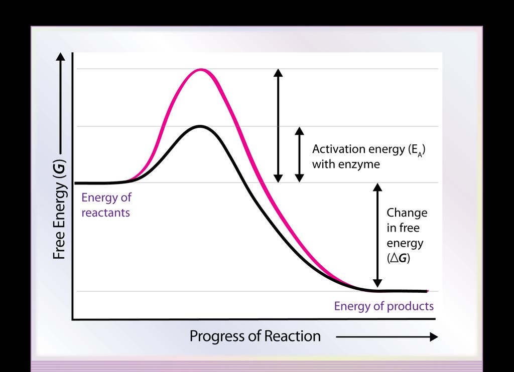 Enzymes lower the activation energy needed to start a reaction. You may use the foam pieces to simulate the activation energy needed in a reaction with and without an enzyme.