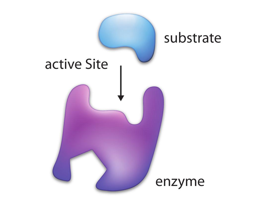 Noncompetitive inhibition occurs when a substance binds to the enzyme at a site _ other than the active site while still causing a change in the active site. 5.