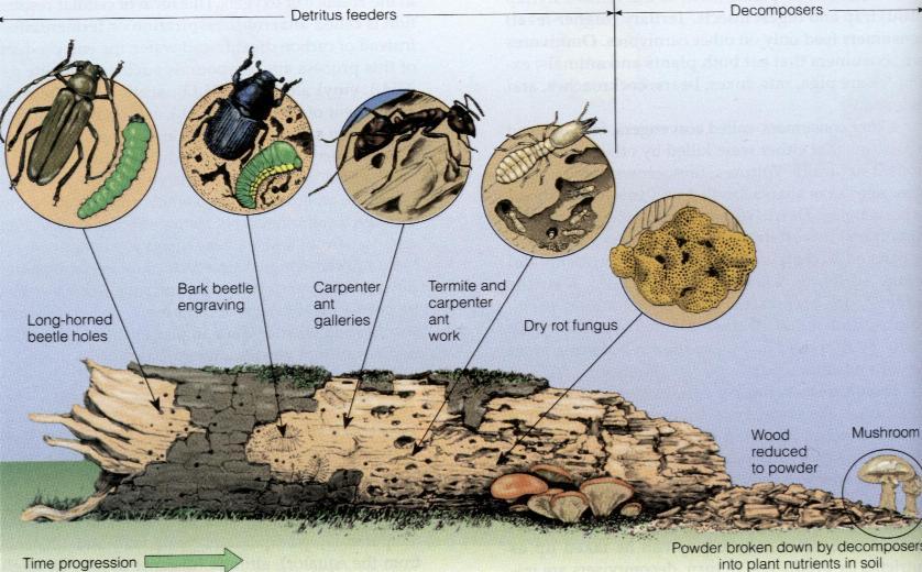 Decomposers, such as bacteria and fungi, feed by chemically breaking down organic matter.