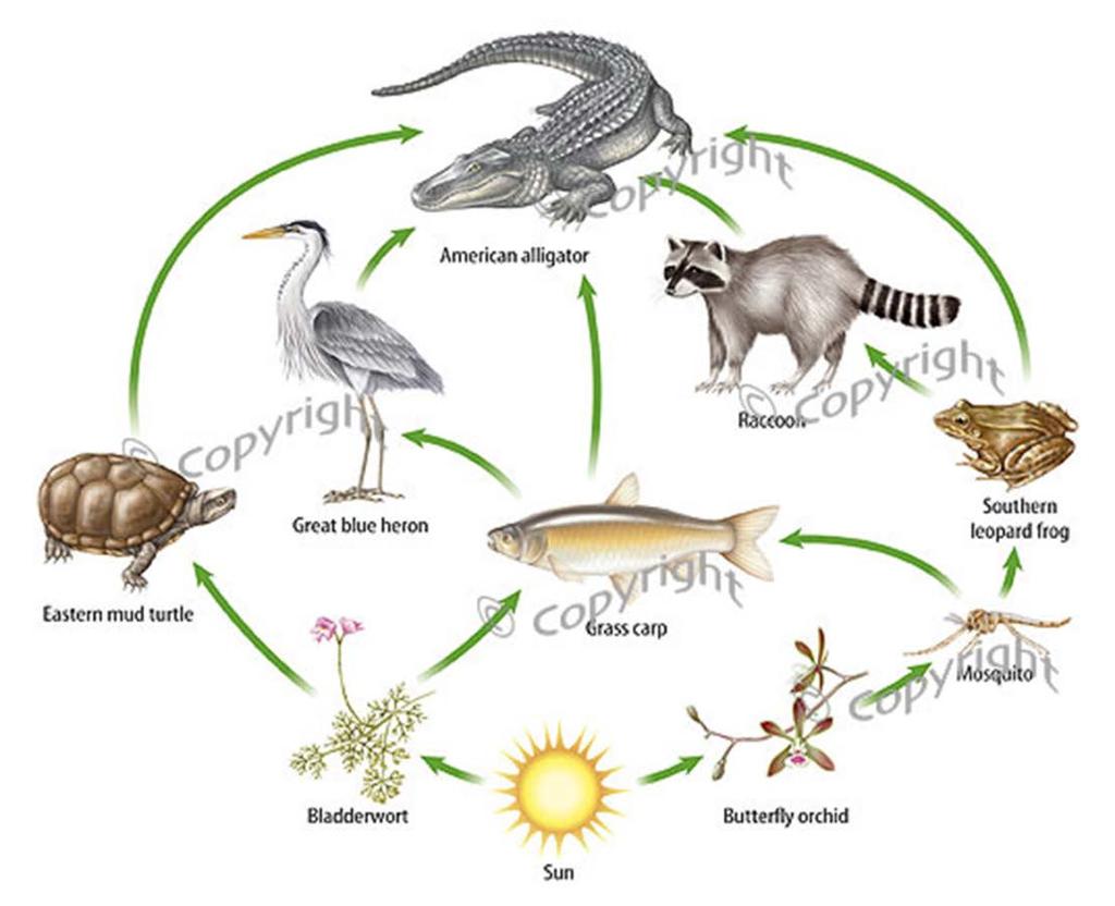 Energy Flow in Ecosystems Food Webs In most ecosystems, feeding relationships are much more complicated than the relationships described in