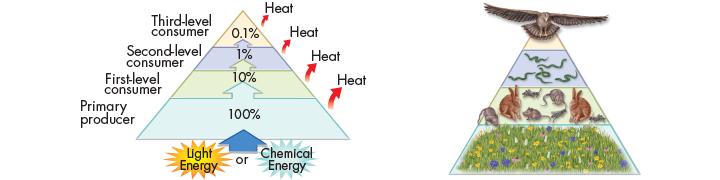 Energy Flow in Ecosystems Trophic Levels and Ecological Pyramids Each step in a food chain or food web is called a trophic level. Primary producers always make up the first trophic level.